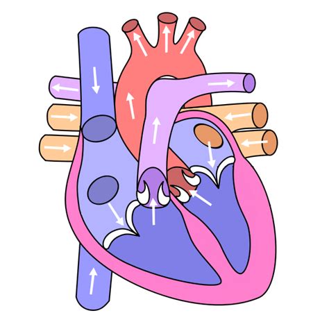 Coronary artery diagramming resultado de imagen de circulatory system for kids worksheets Heart Diagram Without Labels | Circulatory system for kids, Heart anatomy, Human heart diagram