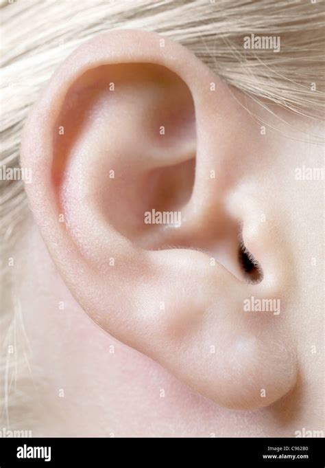 Outer Ear Hi Res Stock Photography And Images Alamy