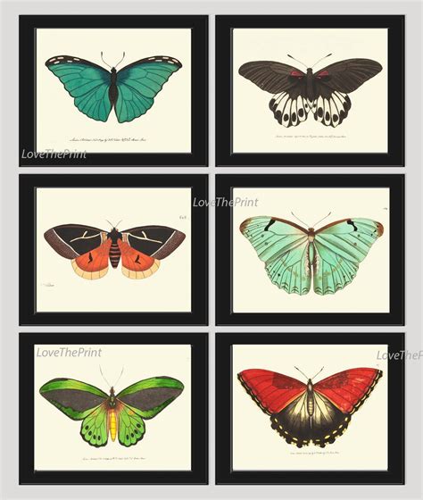 Butterfly Print SET Of 6 Art Print NODD Antique Insect Illustration