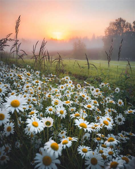 Beautiful Flowers Beautiful Places Beautiful Pictures Daisy Field