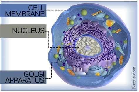 We did not find results for: There are two types of cells - Prokaryotic and Eucaryotic ...
