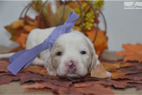 גורי סטר אנגלי גזעיים english setter pedigree puppies for families wanting a loving loyal. English Setter puppy for sale near Youngstown, Ohio ...