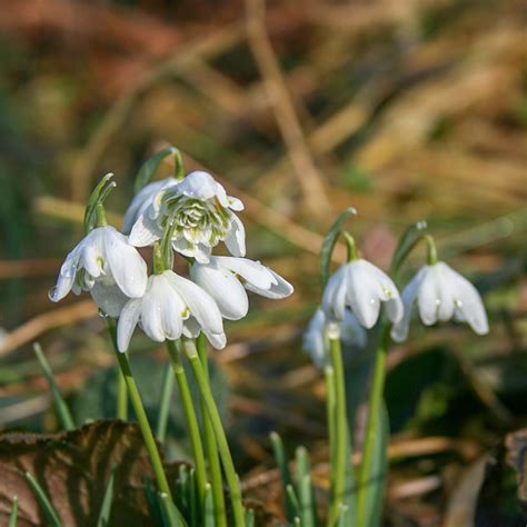 Snowdrops are an essential part of the winter garden, one of the earliest flowers to bloom in late winter and giving cheer on even the darkest days. Snowdrop (Double) - Galanthus nivalis flore pleno (in the ...
