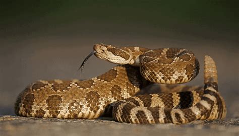20 Interesting Facts About Rattlesnakes Animal Nerdz