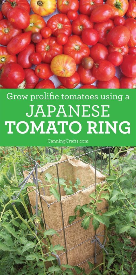 Grow Prolific Tomatoes Using Japanese Rings Method Growing Tomato