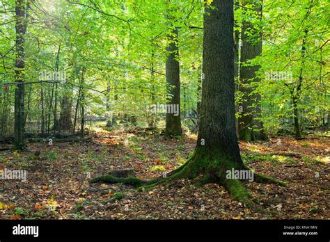 Deciduous Forest Dry Season Hi Res Stock Photography And Images Alamy
