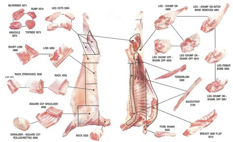 This website have 9 resume models about sheep meat cut charts including paper sample, paper example, coloring page pictures, coloring page sample, resume models, resume example, resume pictures, and more. Mutton - EuroMeat - Euro Livestock & Meat Group