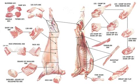 4identifying cuts of meat activity. Mutton - EuroMeat - Euro Livestock & Meat Group