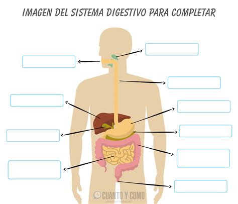 Lbumes Foto Dibujo Para Colorear Del Aparato Digestivo Y Sus