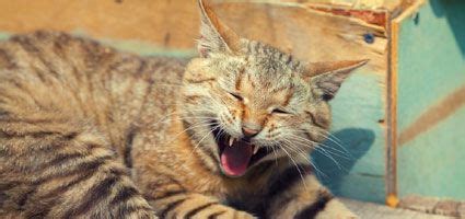 This can easily leave the. causes for a cat throwing up yellow liquid | Cat throwing ...