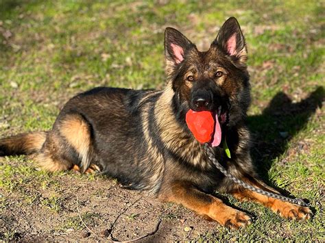 Sable German Shepherd A Special Dog Breed With A Special Color