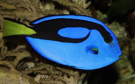 Finding Out About Dory 5½ Facts On The Blue Tang National Geographic