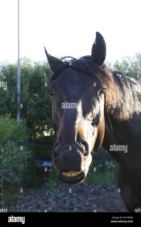 Horse In The Countryside Stock Photo Alamy