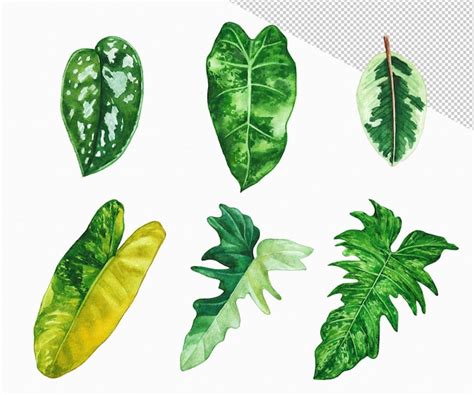 Premium Psd Watercolor Painted Tropical Leaf Hand Drawn Green Leaf