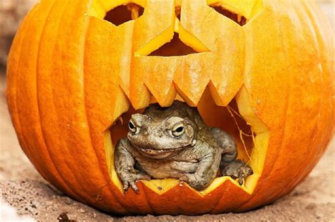 Frog In Pumpkin Halloween Cute Pumpkin Frog Hd Wallpaper Peakpx