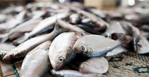 How To Identify Fresh Fish From Stale Ones In Lockdown Days Lifestyle