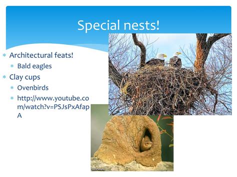 Ppt Avian Reproductive System Powerpoint Presentation Free Download