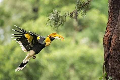 Great Indian Hornbill In Flight By Angad13 Depth In Nature Photo