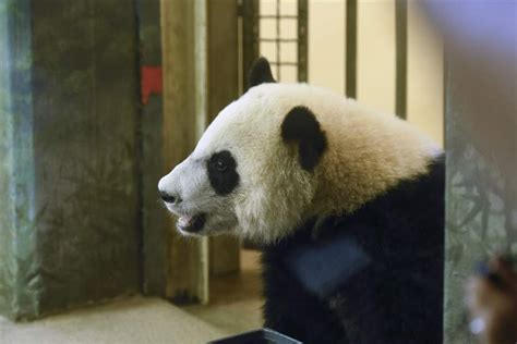 National Zoo Hosts Birthday Bash For 1 Year Old Panda The Blade