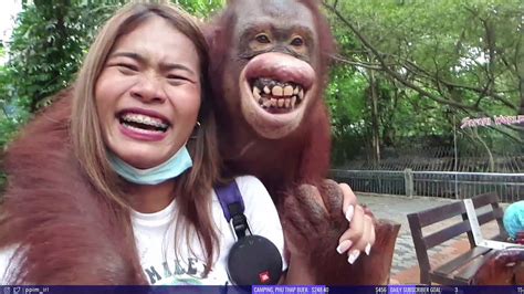 Orangutan Grabbing Boobs Youtube