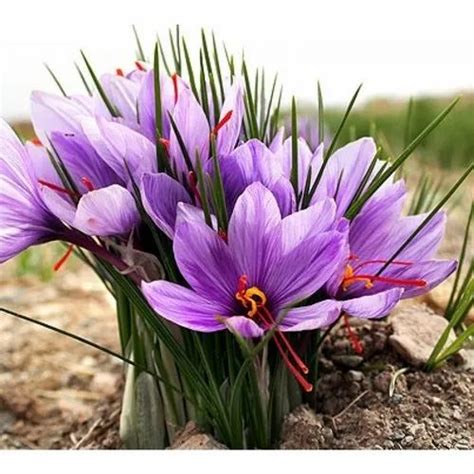 Well Watered Purple Saffron Flower Plant At Rs 80piece In Vadodara