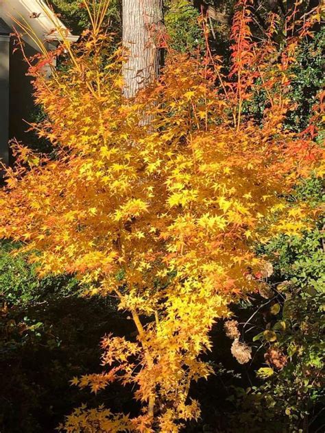 Bihou Japanese Maple. Fall color. | Potted trees, Trees to plant