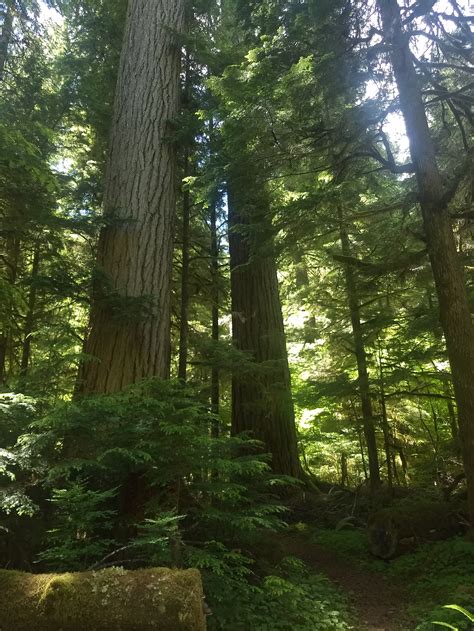 Quartz Creek Big Trees — Washington Trails Association