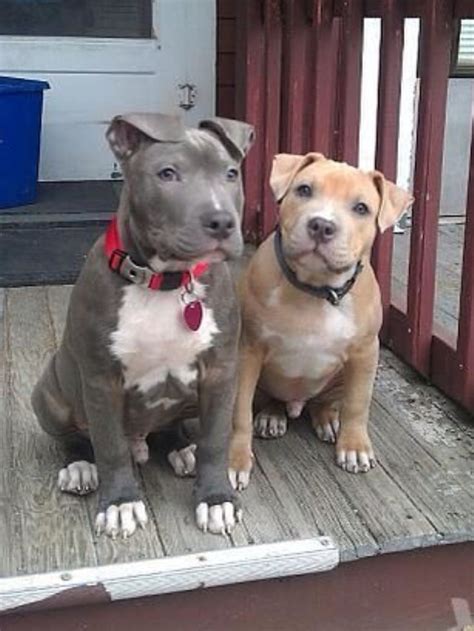 Pitt Bulls With Their Natural Ears And Tails Cute Dogs Pitbulls