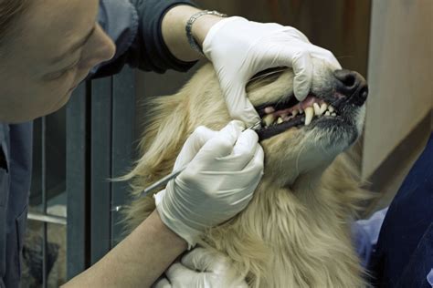 Tooth Fracture In Dogs Symptoms Causes Diagnosis Treatment