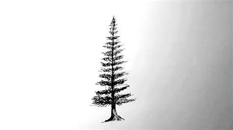 How To Draw A Tree Realistic Pine How To Draw A Pine Tree Youtube