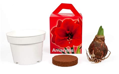 Special Amaryllis Grow Kit Grow Your Own Beautiful Red Amaryllis