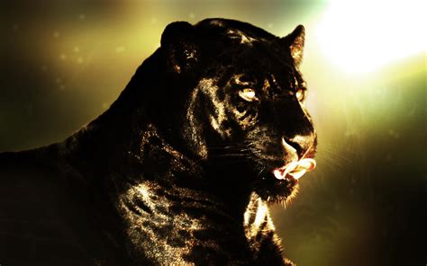 Black Panther Wallpaper Hd Download
