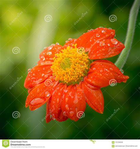 Red Sunflower Or Mexican Sunflower With Waterdrops Over And Green