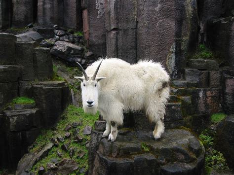 32 Photos That Prove Goats Are The Worlds Best Climbers Beautiful