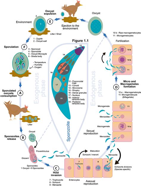 Frontiers Chicken Coccidiosis From The Parasite Lifecycle To Control