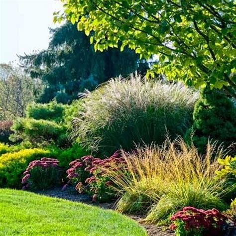 Beautiful Evergreen Grasses Landscaping Ideas Page Of