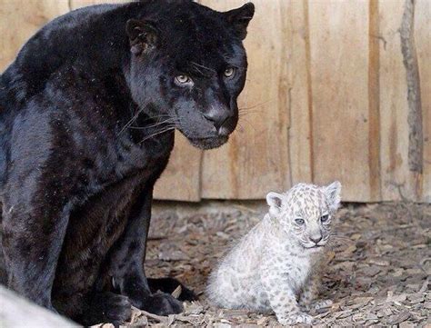 Black Panther With White Panther Cub Things I Love
