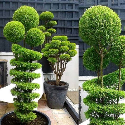 Outrageous Topiary Plants Outdoor Square Trees
