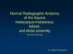 Ppt Normal Radiographic Anatomy Based On Intraoral Films Powerpoint