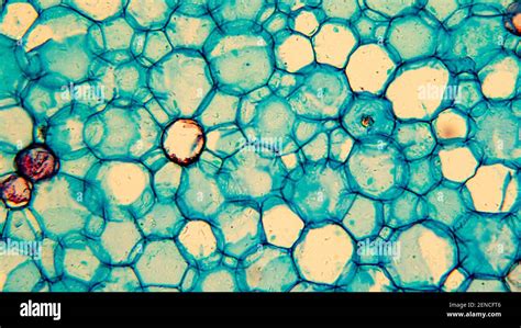 Images Of Biological Cells Under A Microscope Stock Photo Alamy