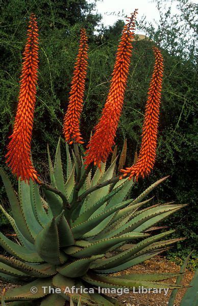 Uitenhage Aloe Aloe Africana Greater Addo Elephant National Park