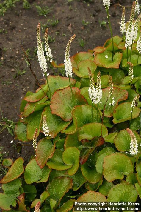 Photo Galax Urceolata Plants Galax Native Plants