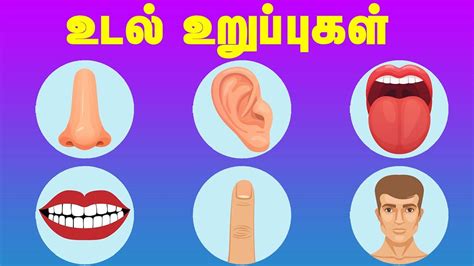 Daily used words in parts of the body, parts of the body related words used in daily life. மனித உடல் உறுப்புகளின் பெயர்கள் Human Body Parts Name ...