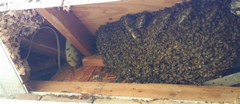 Honey Bees Affordable Wildlife Removal 321 329 3012