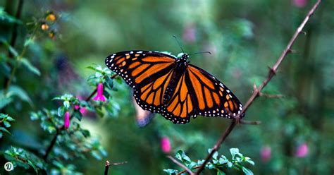 California Monarch Butterfly Population Plummets By 86 Percent In One Year