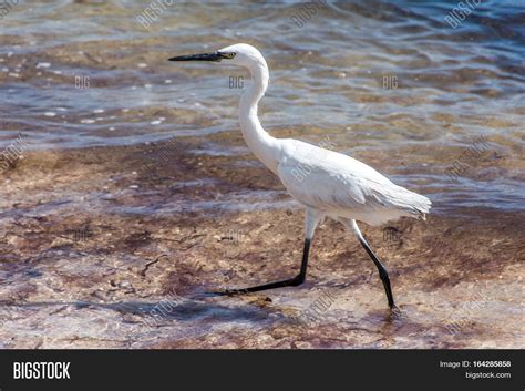 Mexican Heron Bird Image And Photo Free Trial Bigstock