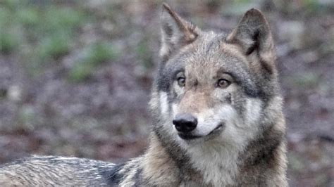 The wolf (canis lupus), also known as the gray wolf or grey wolf, is a large canine native to eurasia and north america. Wolfsburg: Junger Wolf auf Autobahn überfahren