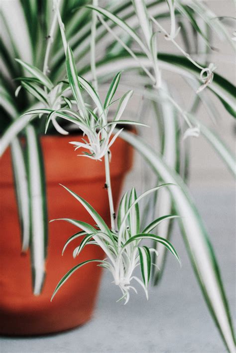 How To Keep Your Spider Plant Alive And Happy Want To Find Your