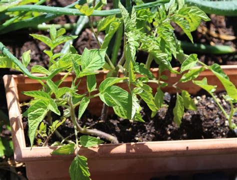 How To Root Tomato Plants In 1 Week A Piece Of Rainbow