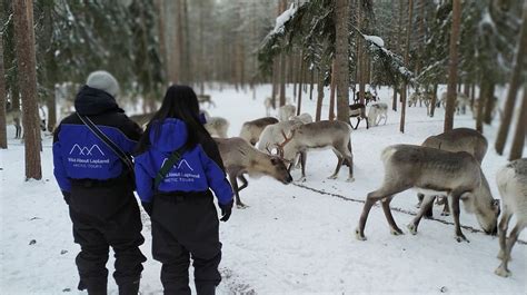 Authentic Reindeer Farm Visit With Reindeer Safari Wild About Lapland